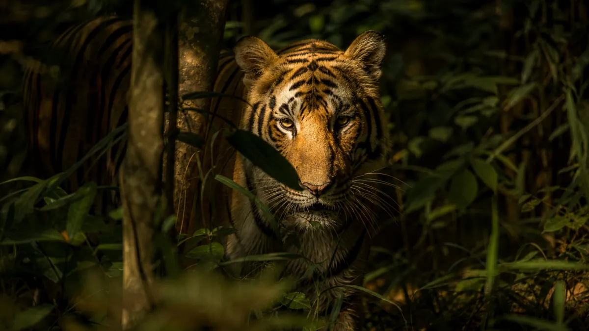 Animaux qui commencent par la lettre T : la liste complète