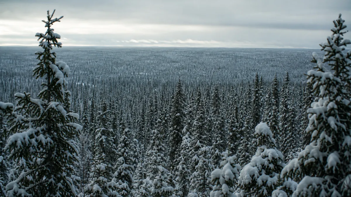 Forêt boréale étendue : superficie, climat et biodiversité