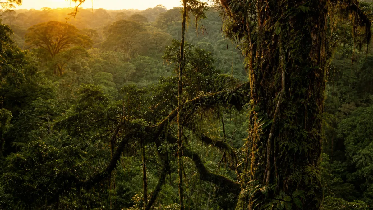 Poumon de la planète : quelles forêts oxygènent la Terre ?