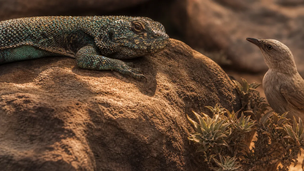 Animaux qui commencent par la lettre V : la liste complète